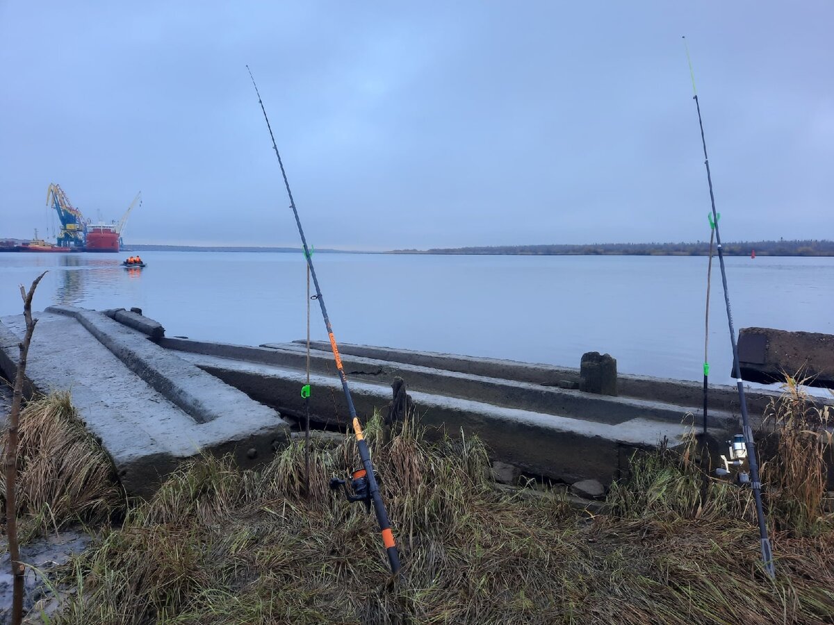 Клюет, но недостать,без зацепов, но не клюет- куда же забросить: городская  рыбалка на камбалу | ДИВАННЫЙ РЫБОЛОВ | Дзен