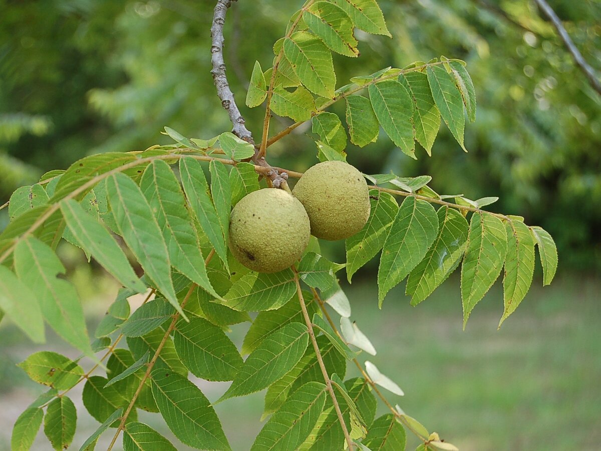 Фото: na-dache.pro