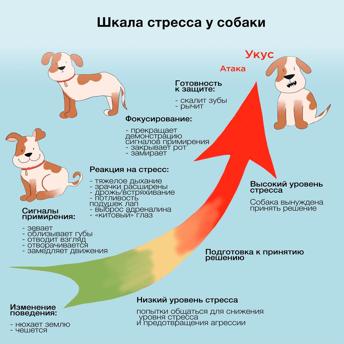 Собака перестала терпеть в туалет по маленькому причины