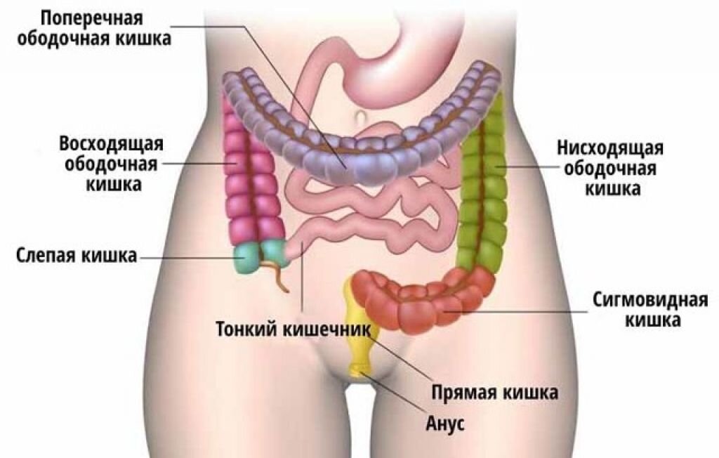 Особенности пищеварения у собак.