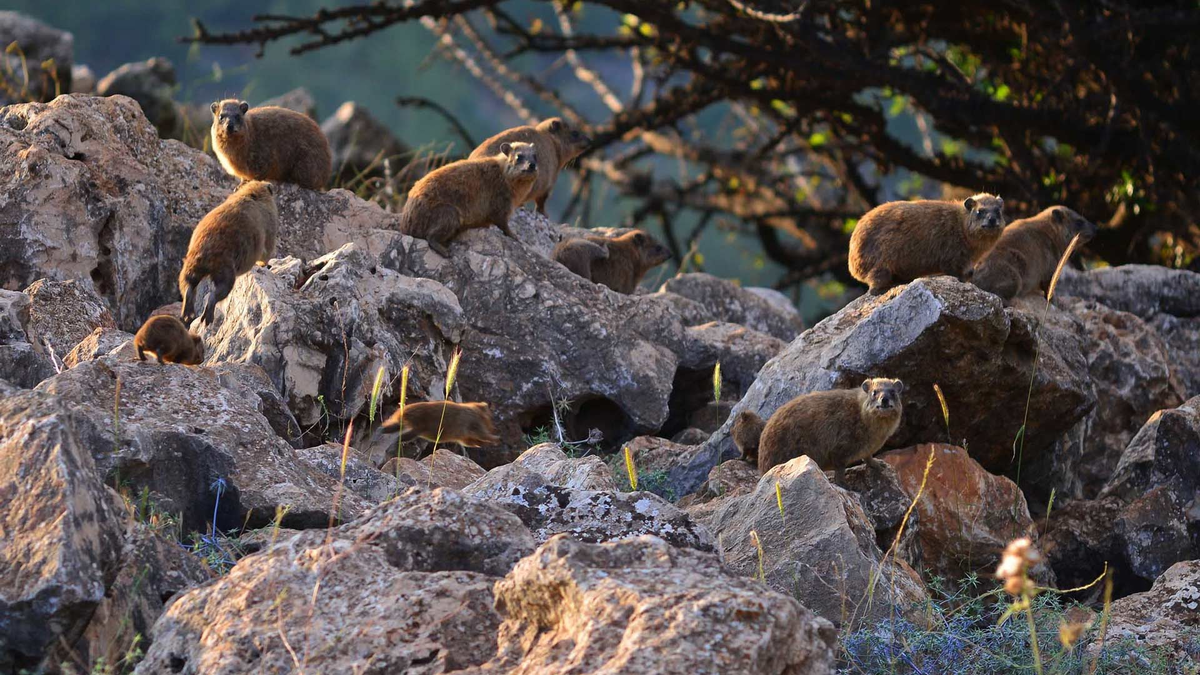 Горные даманы. Фото из Интернета