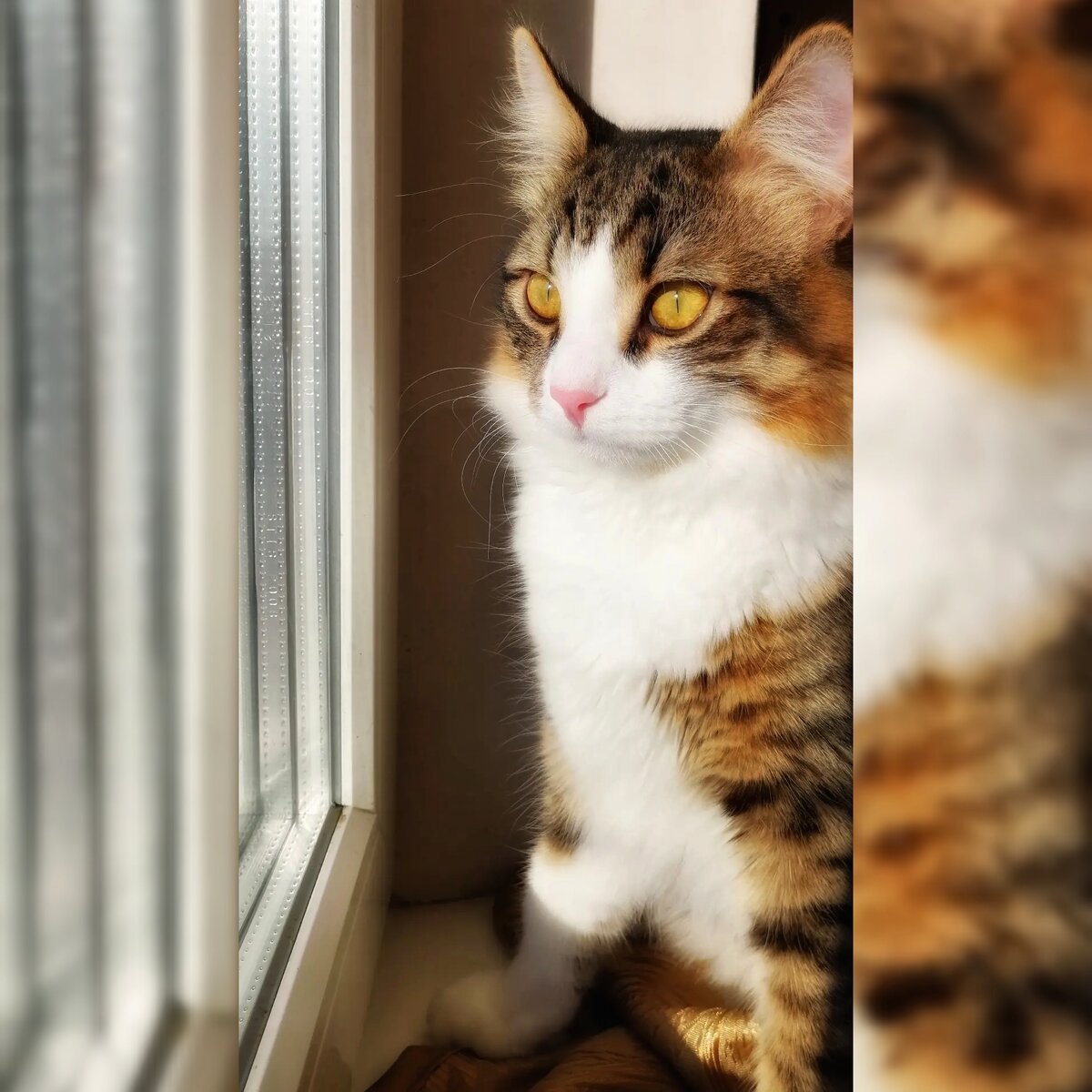 🐾♥️🐾Кексик 