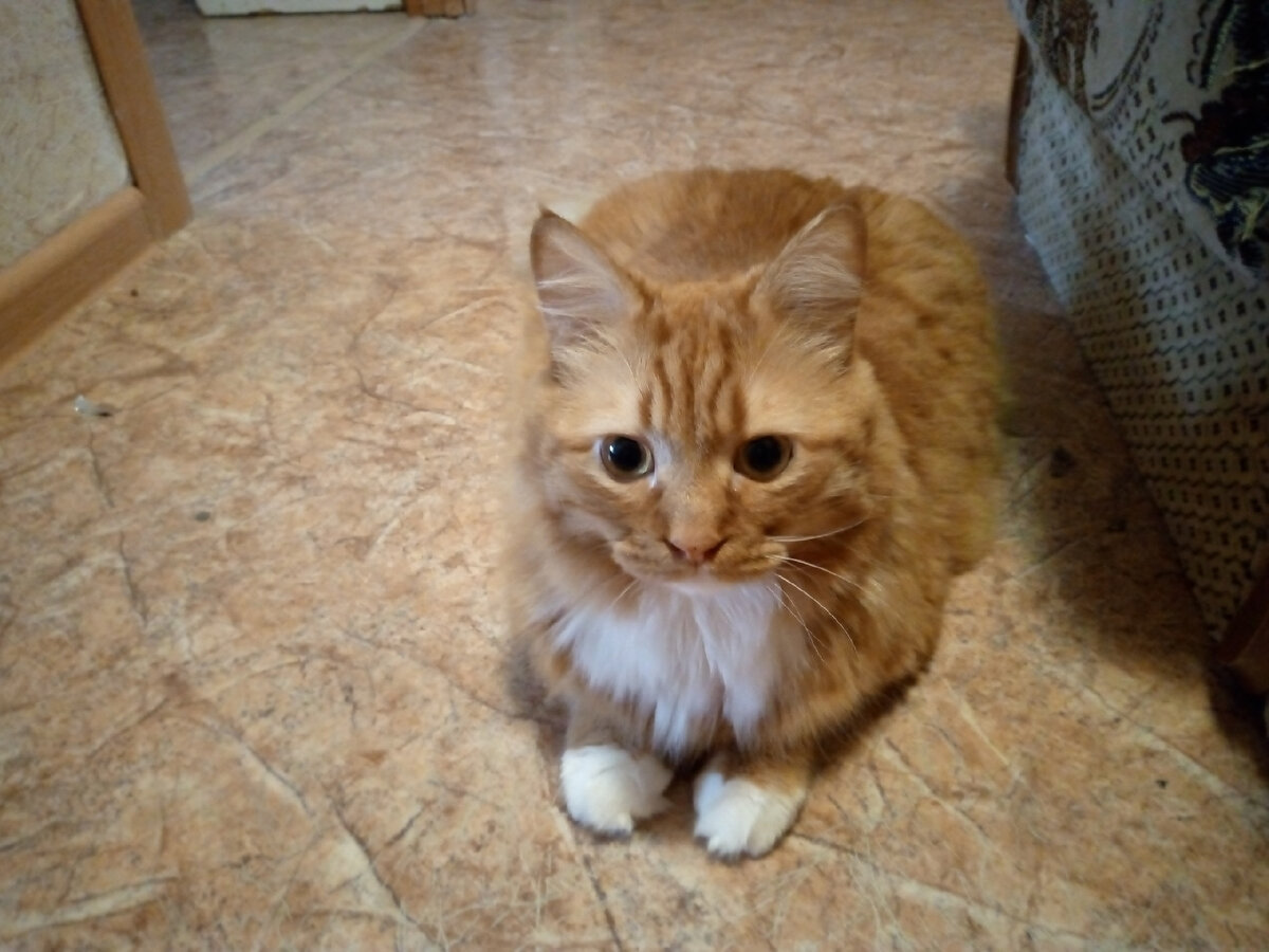 Мой кот Тима