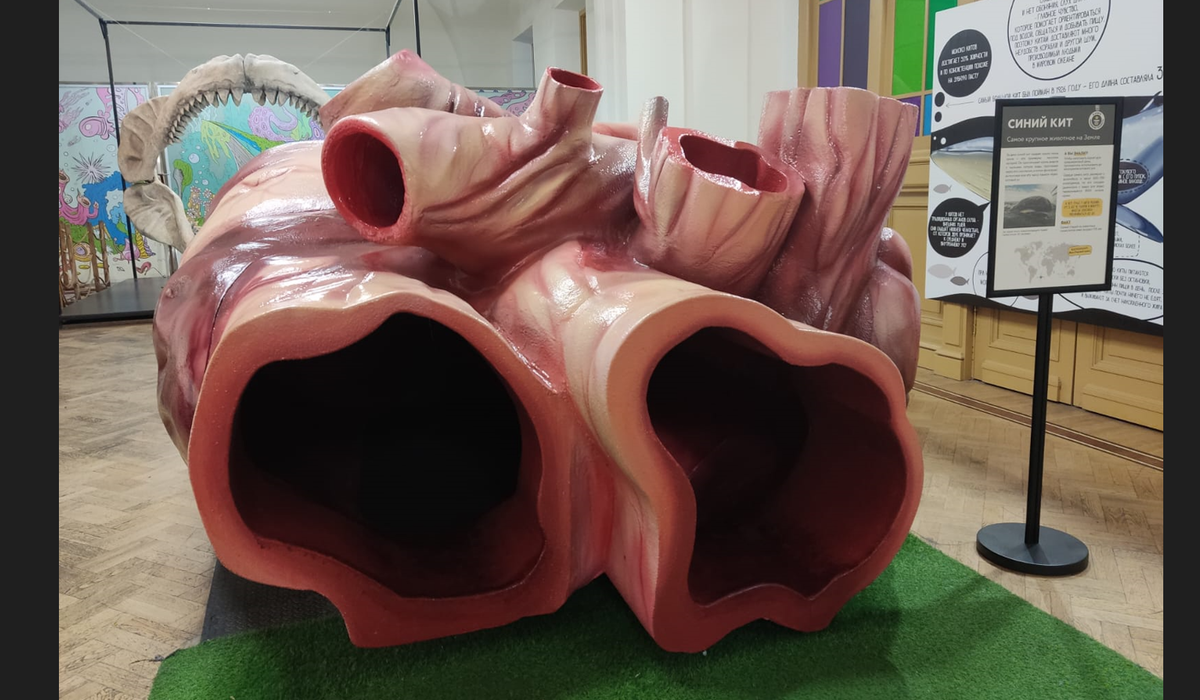 Муляж сердца синего кита.