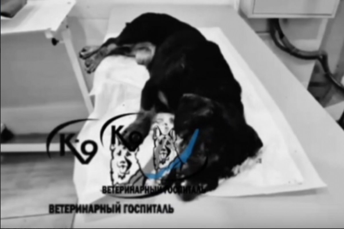    Из-за ужасных травм, полученных Шансом, мы выбрали черно-белый снимок.