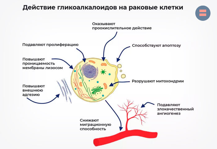 Действие гликоалкалоидов на раковые клетки