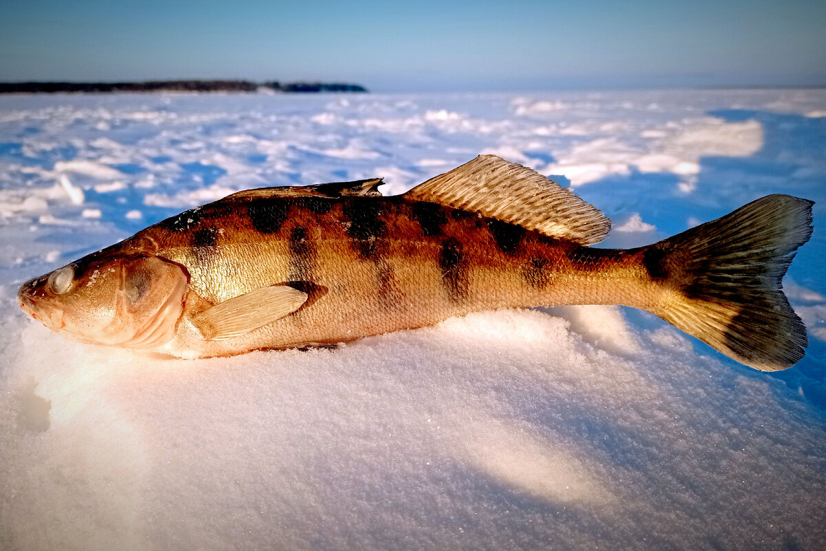 Берш на Волге