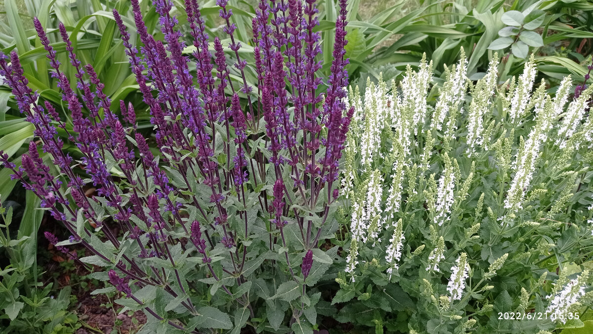 Растения природного цветника 1ч | Живая, Зеленая Жизнь | Дзен