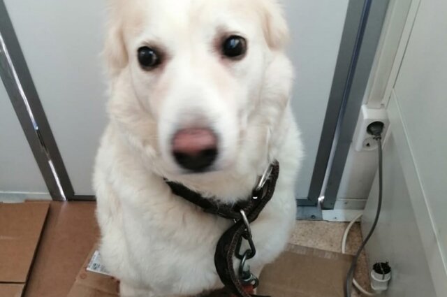    Фото: Из архива/ Инициативная группа по защите животных г. Тверь