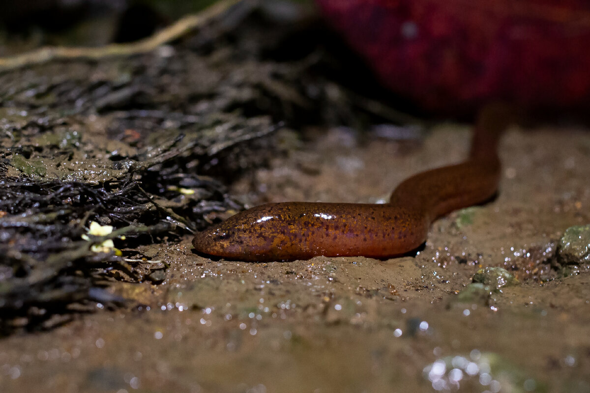 Рисовый угорь Monopterus albus. Здесь и далее фото автора