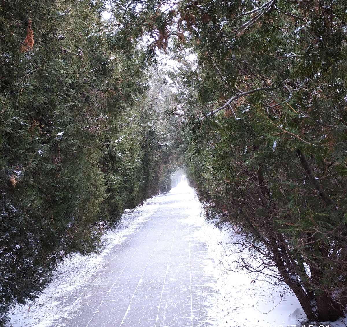 Пешеходная дорожка рядом с 7-м лицеем на Омелькова..