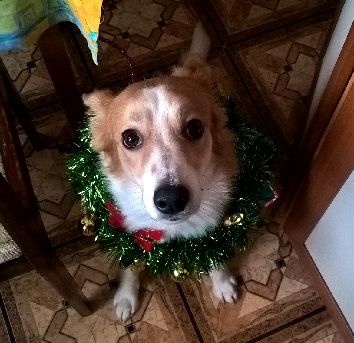 А вот и она. Уже сломала цветок у хосты, лаванду, истоптала грядку с огурцами🙈. Её можно увидеть на видео, которое вначале статьи. Её зовут Марта. Она дворняжка, которую мы забрали у волонтёров. Собака хорошая, но немного трусливая)