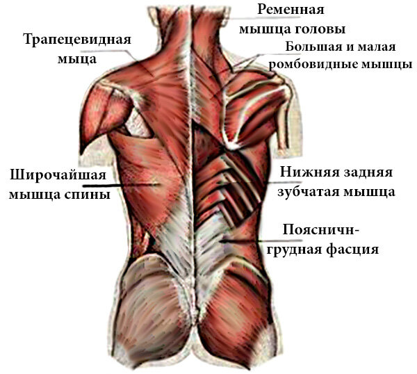 Верхняя задняя зубчатая