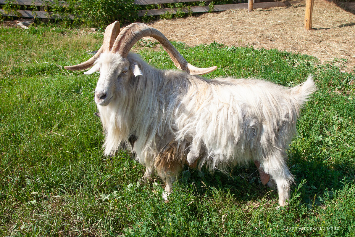 Козел Ося