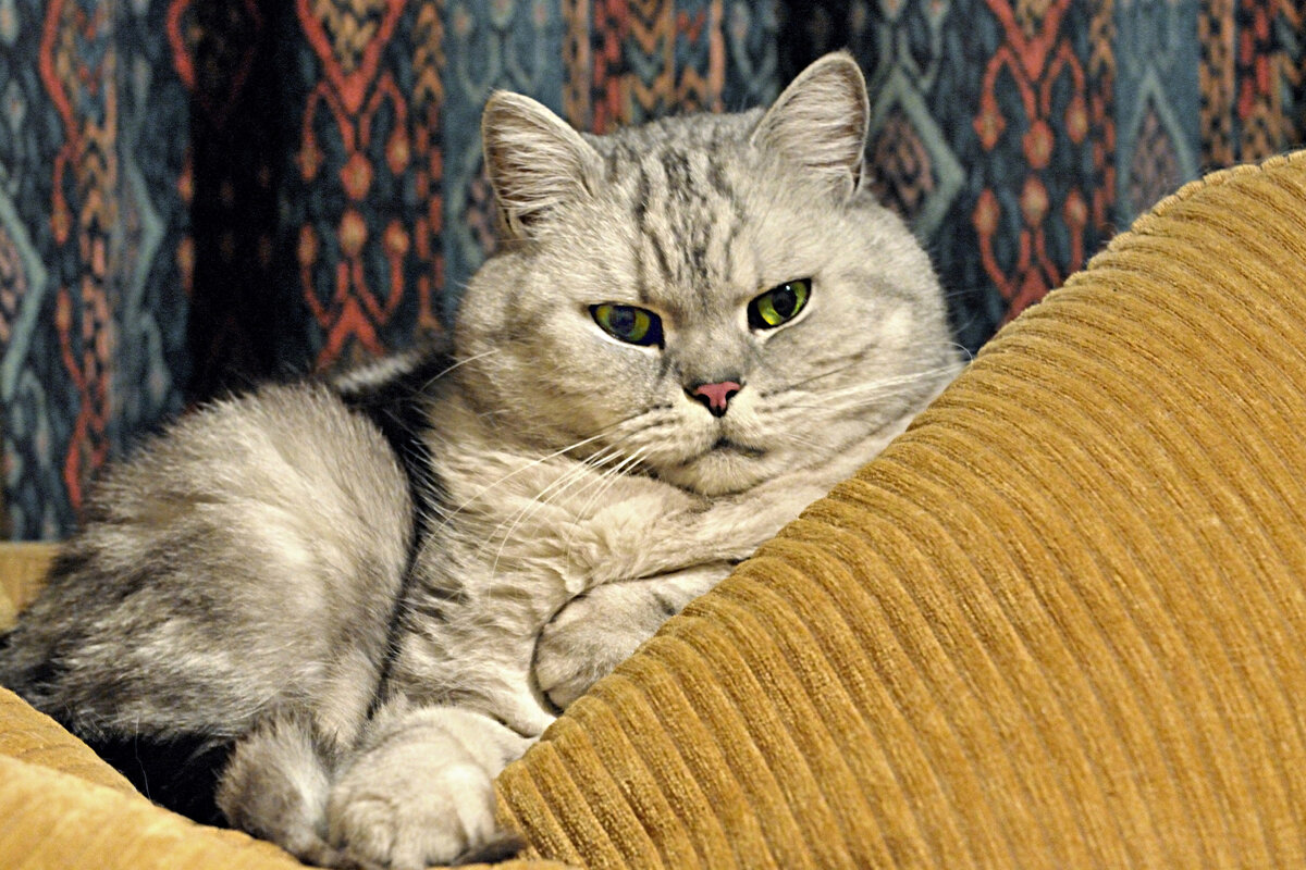 Где надо — поможет, где уместно — научит. 