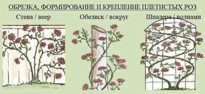 Как формировать плетистую. Формировка куста плетистой розы. Как формировать плетистую. Как формировать плетистую. Побеги плетистой розы.