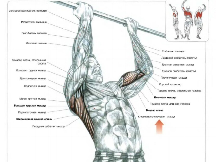 Какие функции выполняют широчайшие мышцы спины?