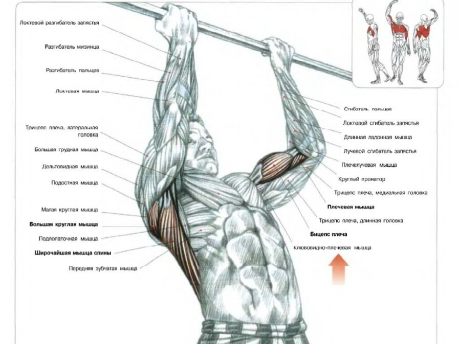 Подтягивания на перекладине хватом снизу. Ф. Делавье 《Анатомия силовых упражнений для мужчин и женщин》.