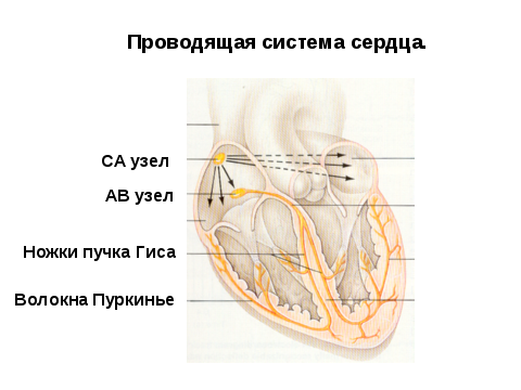 СА - синусовый. АВ - атриовентрикулярный.