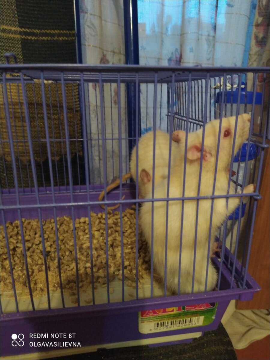 Домашние питомцы - крысы.