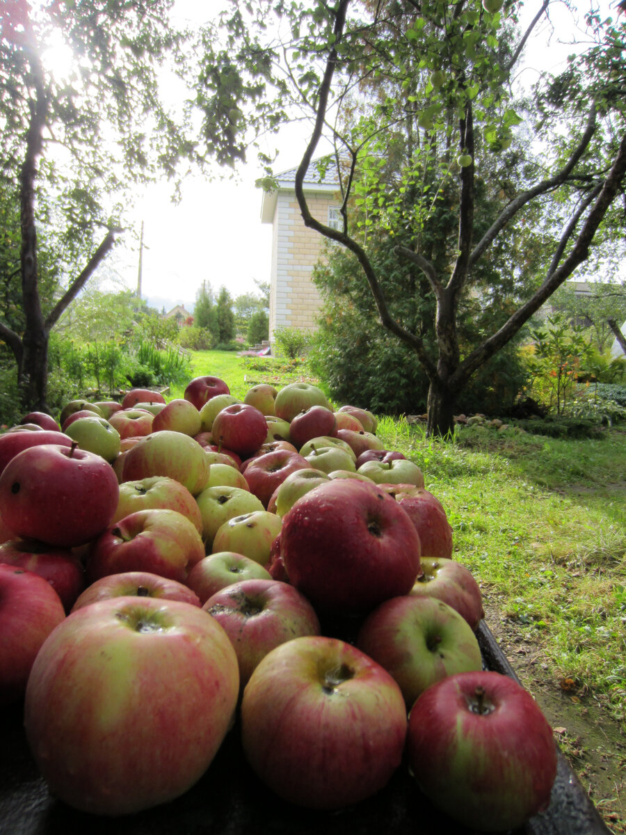 Часть богатого урожая лет 10 назад. Те яблони, что на фото, ещё живы. Но урожай минимальный