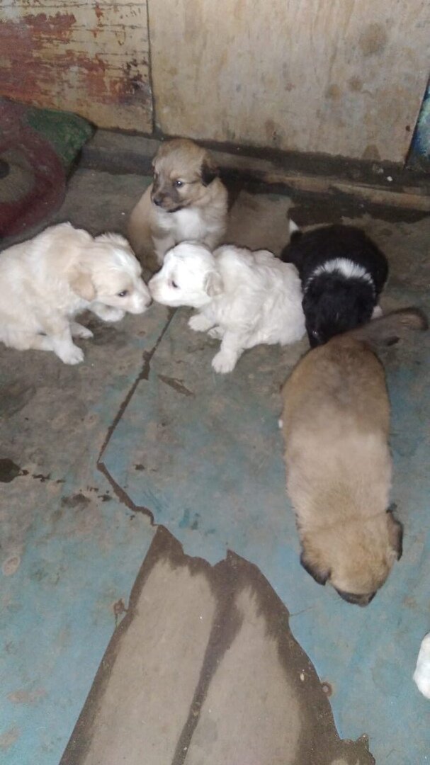 фото из объявления.