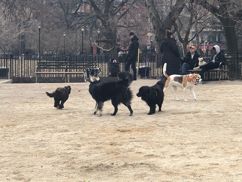Площадка для выгула собак Dog Run в Нью-Йорке 