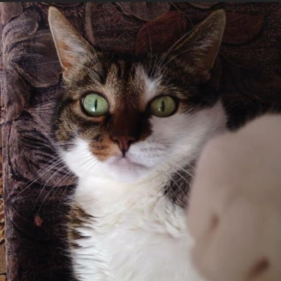 Старший котик. 14 лет, кастрирован 