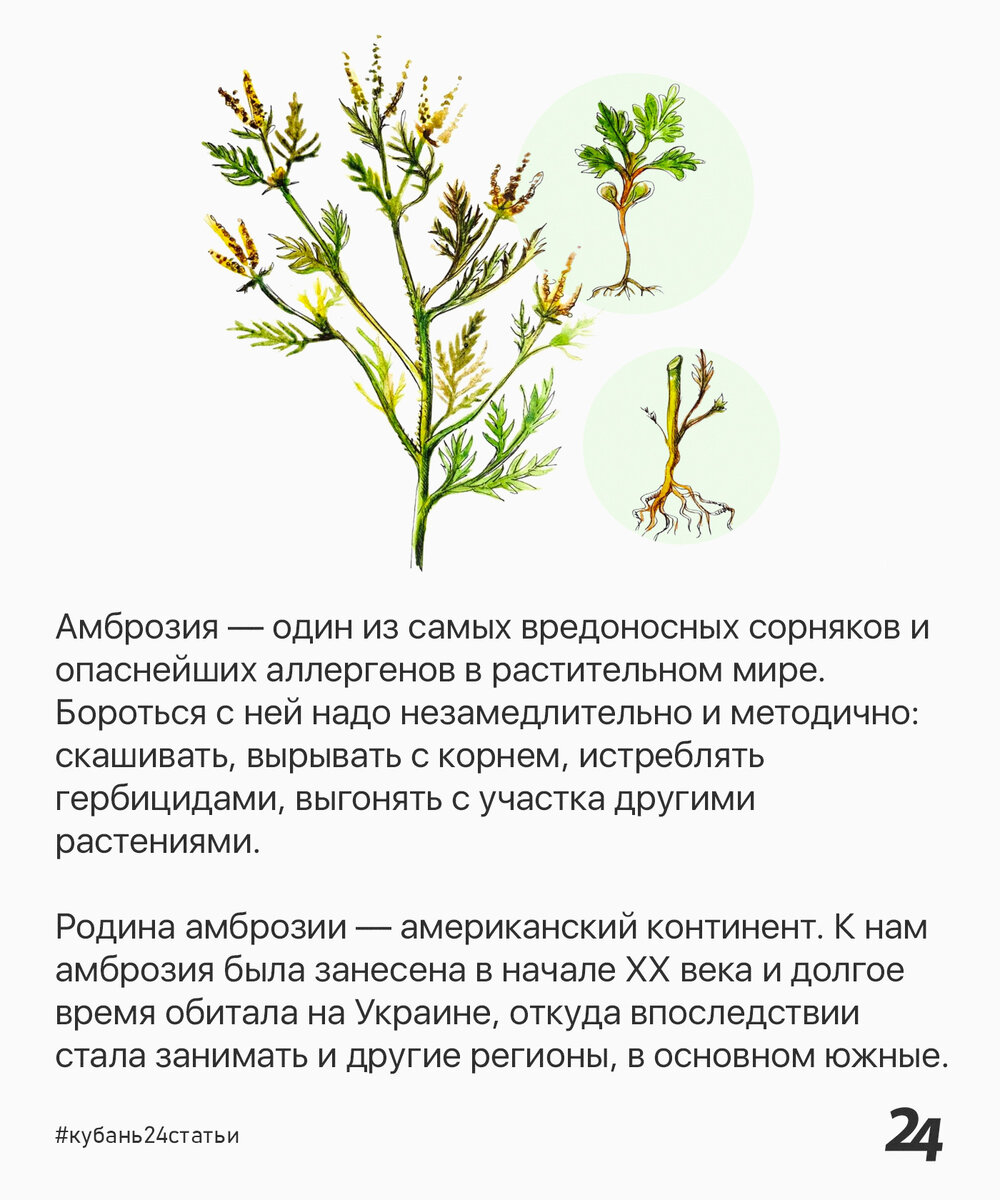 Амброзия растение описание. Сорняки аллергены. Амброзия карантинный сорняк. Амброзия на Кубани.