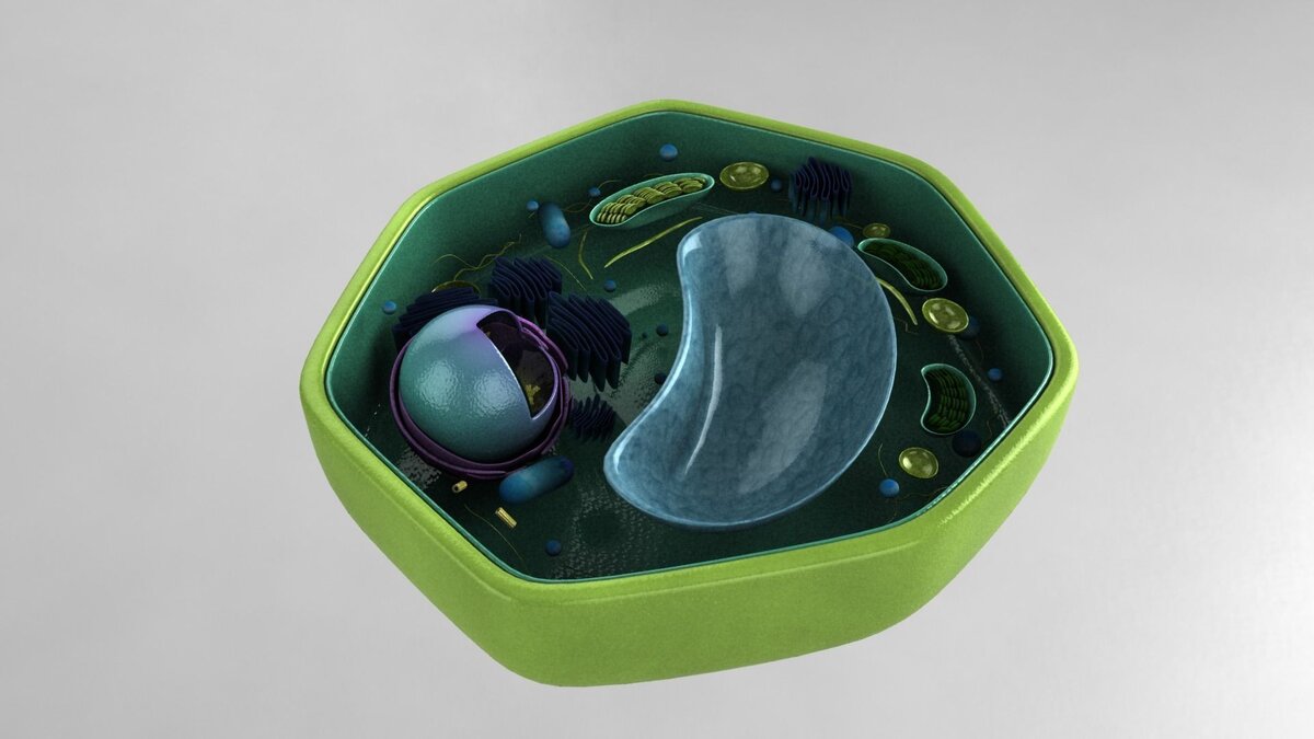 Источник: https://www.cgtrader.com/3d-models/science/other/scientific-model-of-a-plant-cell