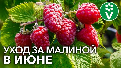 Чтобы Малины Было Много, обязательно сделайте ЭТО в июне