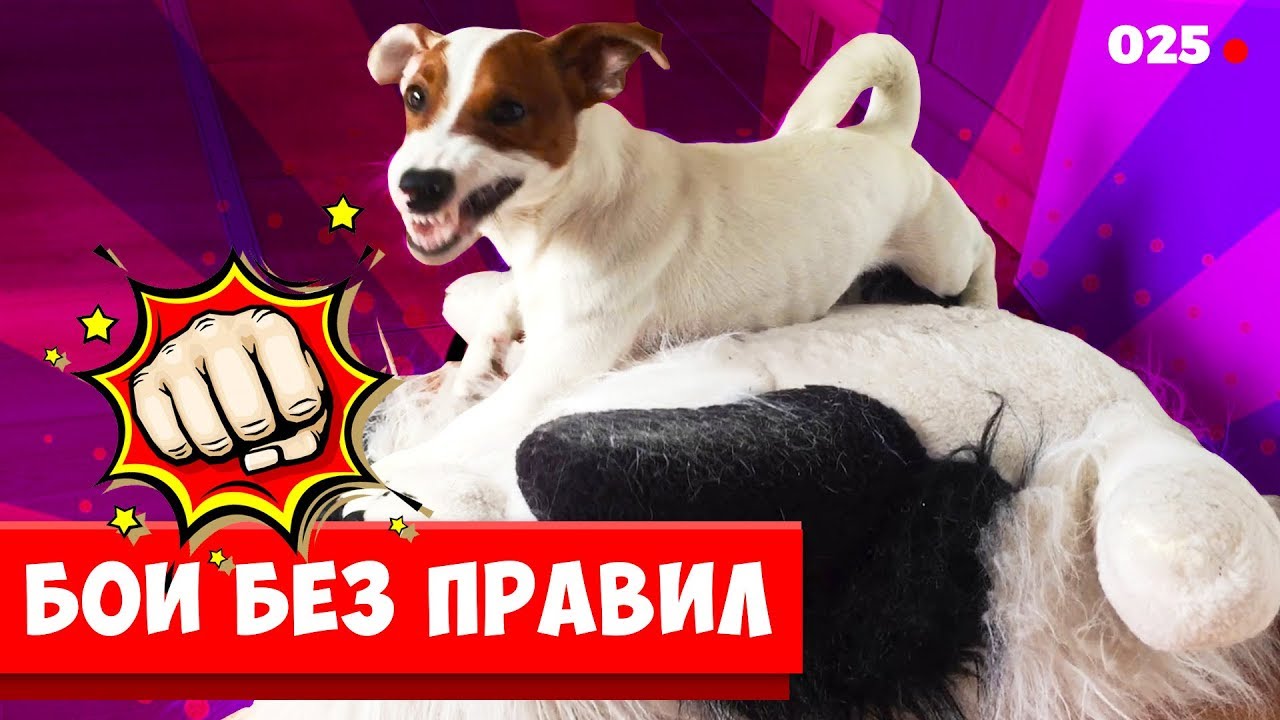 Dogvlog: КТО Круче Cобака vs Игрушки. Локи Бобо. 025 серия.