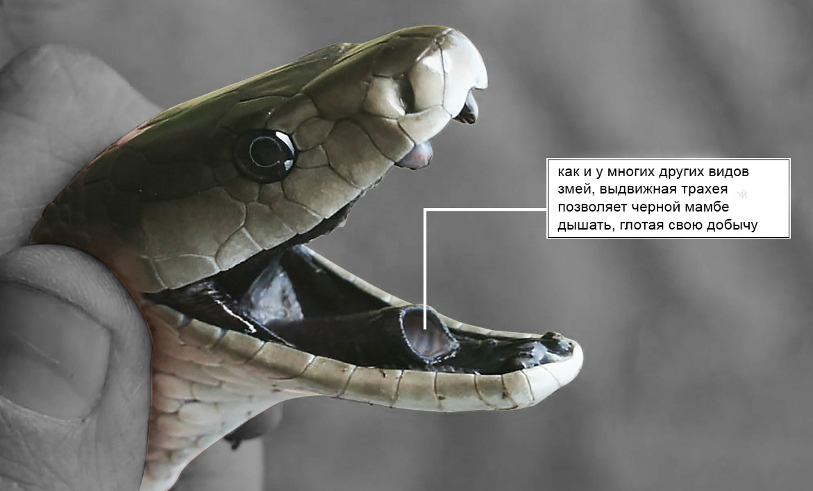 Держать меня в руках? должно быть ты бессмертный