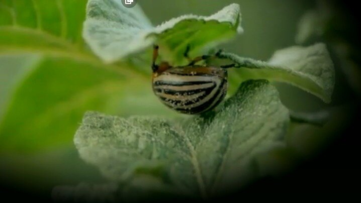 поедание картофеля колорадским жуком