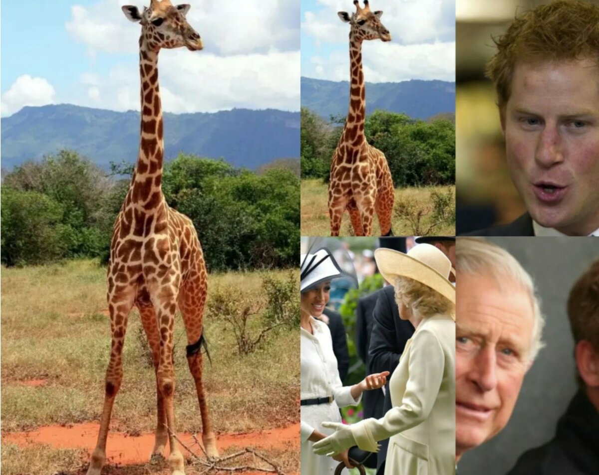 Коллаж автора.