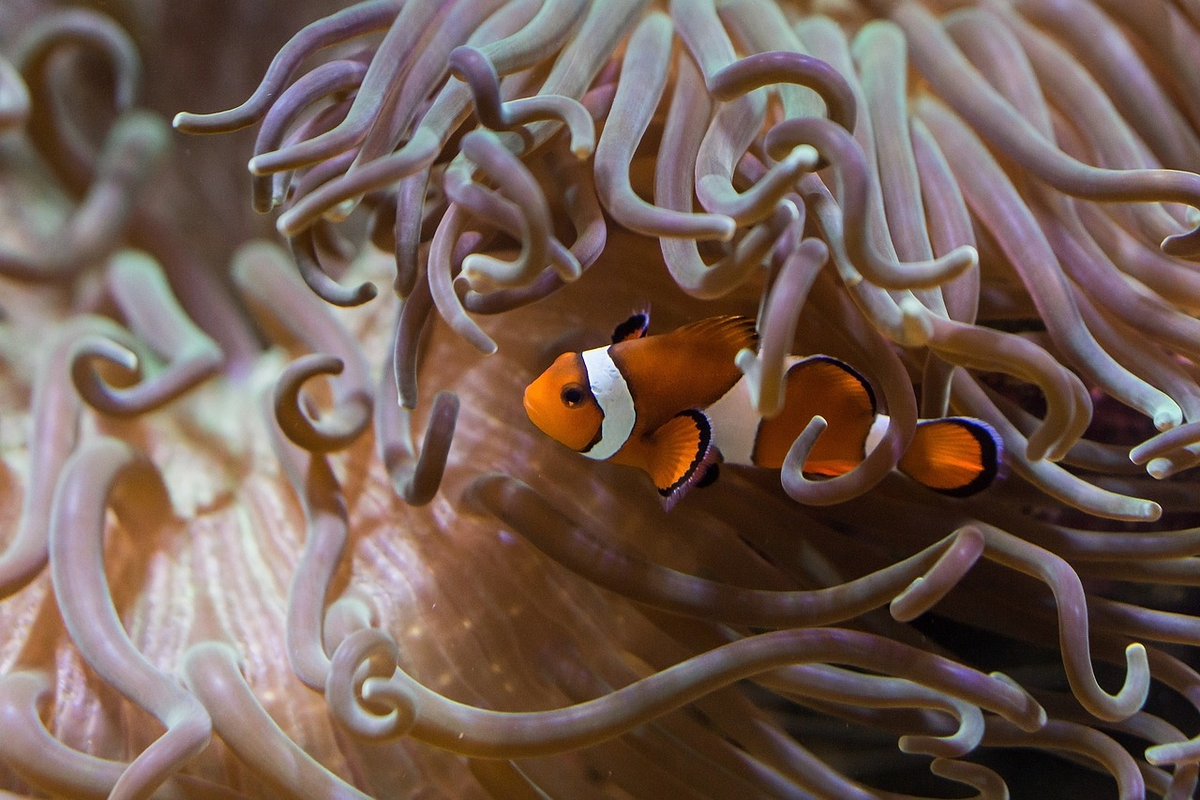 Симбиотические отношения рыба клоун. Marine Biology. Рыба клоун почему больно спрятаться в водоросли.