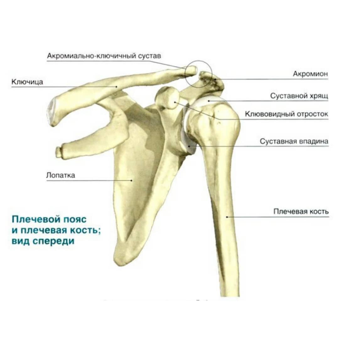 Соединения костей плечевого пояса. Костные структуры плечевого сустава. Строение кости плеча сустава. Анатомия плечевого сустава человека кости. Строение плечевой кости плечевой сустав.