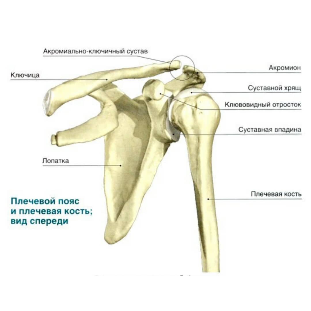 Лопатка какая кость. Строение костей плечевого пояса. Строение плечевого сустава кости. Костные структуры плечевого сустава. Малый бугорок плечевой кости.