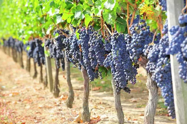 Фото: vip-wine-tours.tourister.ru 