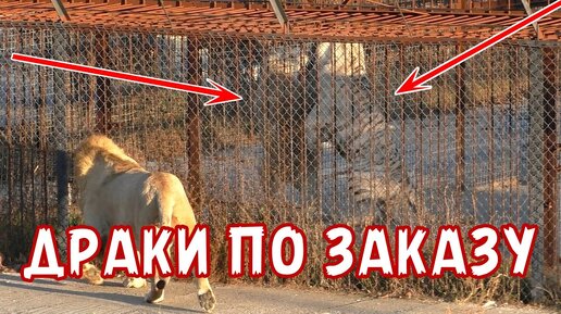 Драку заказывали? Нет? Поздно, оплачено - враги в Тайгане! Львы.