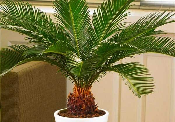 Комнатная пальма, цикас. Ссылка на фото https://goo.su/X5S.