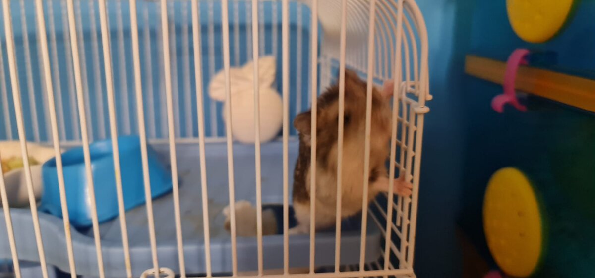 Это попрыгун(ья)