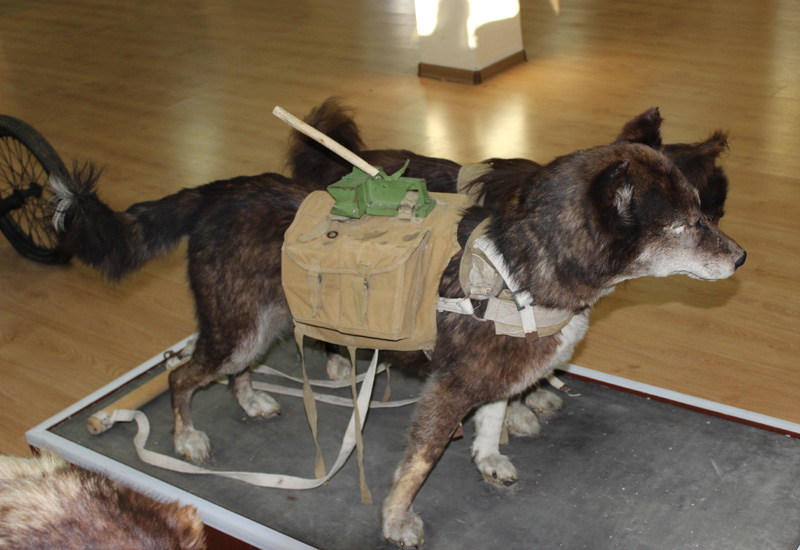 Фильм рыжий пес про войну. Какую породу собак использовали в качестве подрывников. Собаки истребители танков вов. Какую породу собак использовали в качестве подрывников. Фильм рыжий пес про войну.