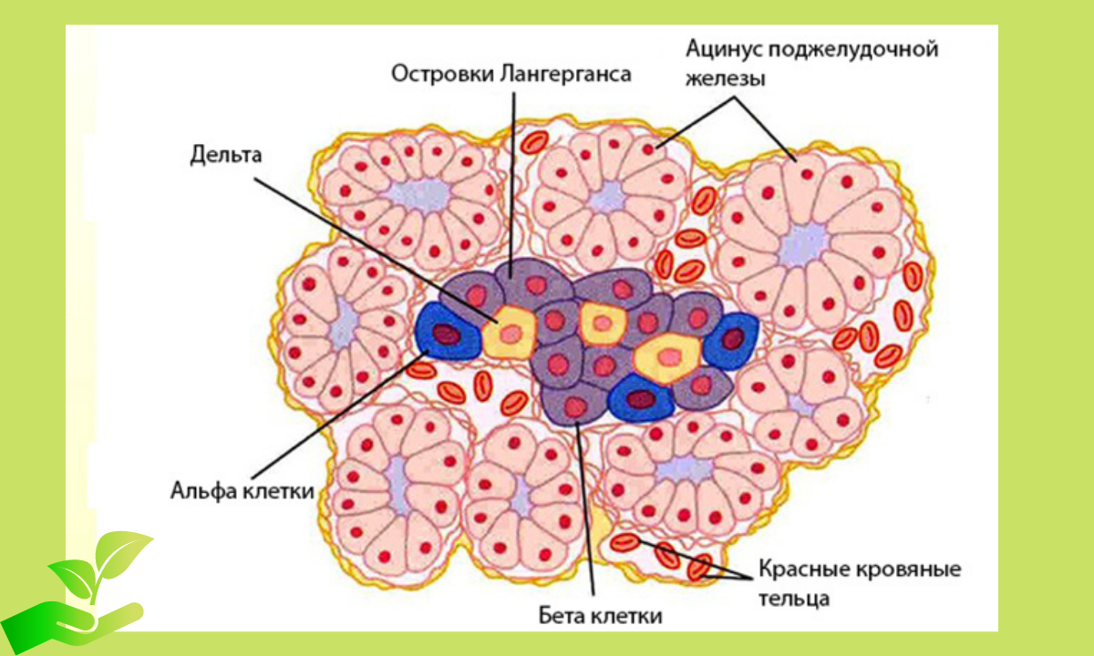 Β клеток островков лангерганса. Строение поджелудочной железы островки Лангерганса. Альфа клетки островков Лангерганса. Клетки островков Лангерганса поджелудочной железы. Альфа и бета клетки островков Лангерганса.