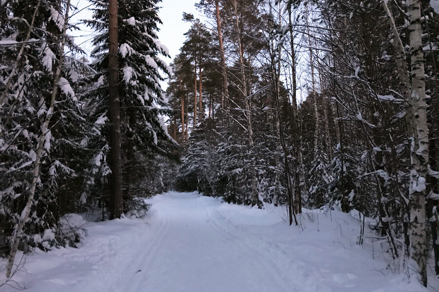 Беговые лыжи полезны для здоровья