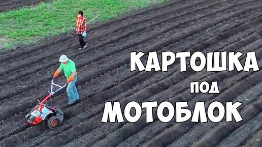 Обработка от и до картофеля культиватором