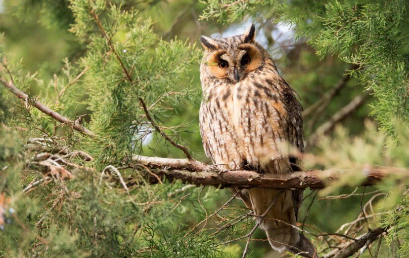 Вид филина суров, его опасаются многие обитатели леса, фото с сайта https://krasivosti.pro/