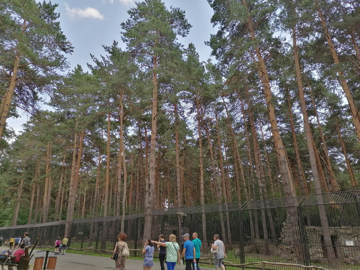 Зоопарк больше напоминает парк или лес.