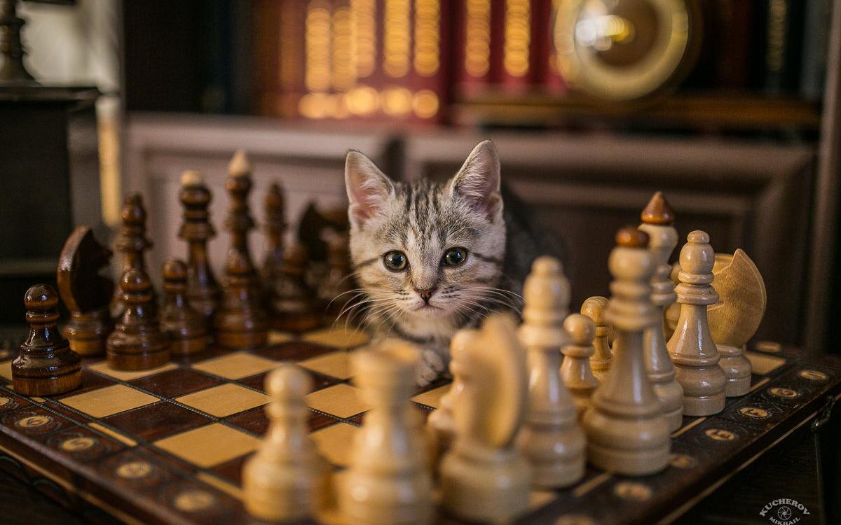 Представитель кошачьих гроссмейстеров,))