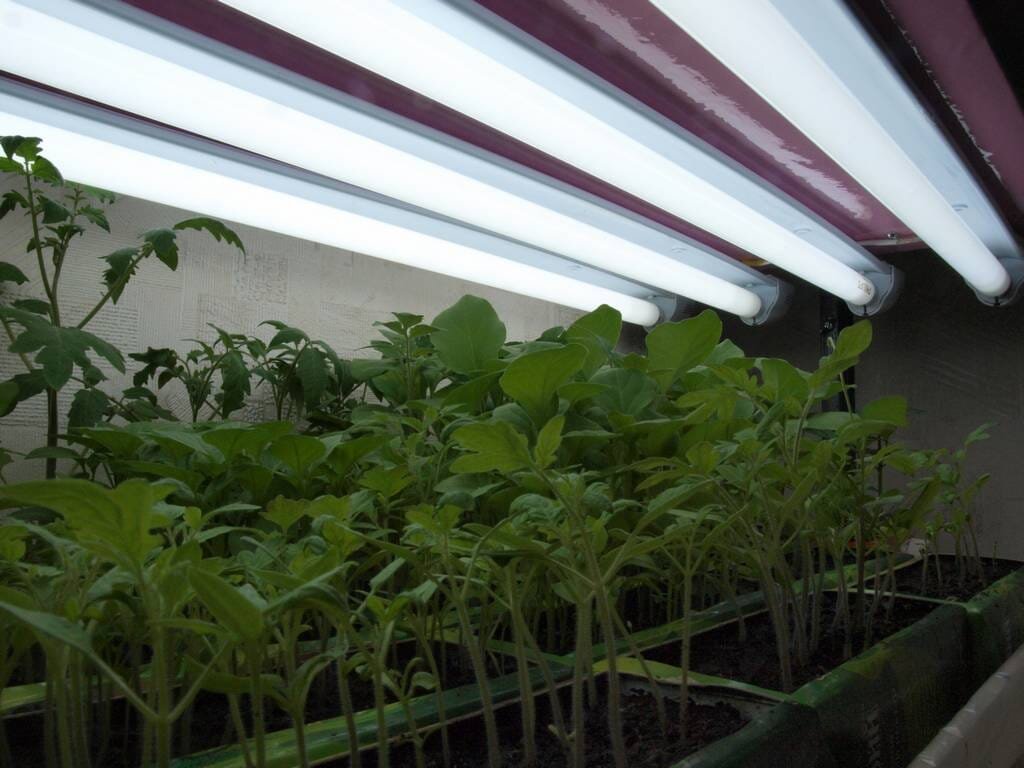 Подсвечивать рассаду томатов можно светодиодными или фитолампами.